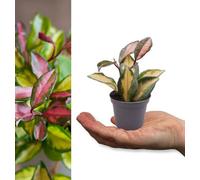 Carbeth Plants Hoya Carnosa Tricolour In 6Cm Pot - Mini Indoor Plant - Variegated Foliage