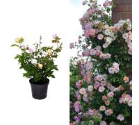 Carbeth Plants Huge Climbing Tricolour Rose Bush - Pink, White & Apricot - Very Rare 5L Pot