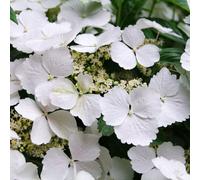 Carbeth Plants Hydrangea Cloud Nine 2 X 9Cm Pot - Compact Hardy Deciduous Summer To Autumn Garden Ready Shrub For Beds, Borders & Containers