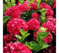 Carbeth Plants Hydrangea Macrophylla 'alpengluhen' In A 9Cm Pot - Add Colour To Your Garden
