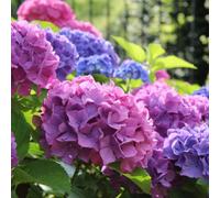 Carbeth Plants Hydrangea Macrophylla 'bouquet Rose' In A 9Cm Pot - Add Colour To Your Garden