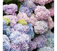 Carbeth Plants Hydrangea Macrophylla 'nikko Blue' In A 9Cm Pot - Add Colour To Your Garden
