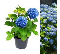Carbeth Plants Hydrangea Plant Blue - Large Hydrangea Macrophylla - 50-60Cm In Height