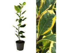 Carbeth Plants Ilex Altaclerensis 'golden King' In 9Cm Pot - Variegated Holly Plant