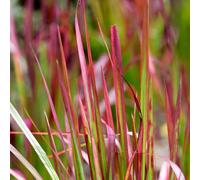 Carbeth Plants Imperata Cylindrica In 9Cm Pot - Japanese Blood Grass - Striking Red Ornamental Grass