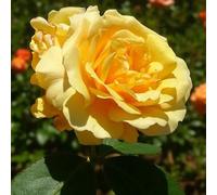 Carbeth Plants Inka Rose - Yellow Floribunda Rose Bush In 3 Litre Pot - Pollinator Friendly