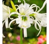 Carbeth Plants Ismene Festalis 6 X Summer Bulbs - Bright Seasonal Plants For Borders & Pots