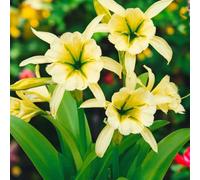 Carbeth Plants Ismene Sulphur Queen 9 X Summer Bulbs - Bright Seasonal Plants For Borders & Pots