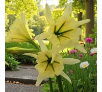 Carbeth Plants Ismene Sulphur Queen Summer Bulbs - Bright Seasonal Plants For Borders & Pots