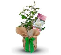 Carbeth Plants Ivory 14th Anniversary Rose in 3L Pot - Gift Wrapped