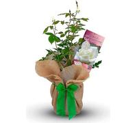 Carbeth Plants Ivory Anniversary Rose Bush - 14Th Anniversary Rose Gift - Gift Wrapped Rose Bush In A 3 Litre Pot