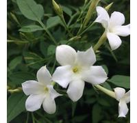 Carbeth Plants Jasmine Officinale In 9Cm Pots - Climbing Jasmine Plants - Scented Flowers