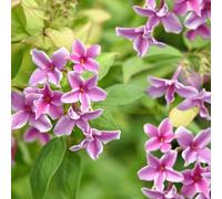 Carbeth Plants Jasmine X Stephanense Starry Starry Summer Scent - Jasminum Officinale - 3 X Climber Plants In 9Cm Pots