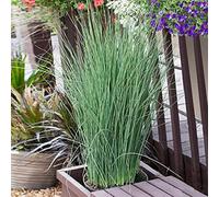 Carbeth Plants Juncus Inflexus In 9Cm Pot - Hard Rush - Live Marginal Ponds Plant