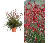 Carbeth Plants Kangaroo Paw Plant 'beauty Red' - Anigozanthos In A 12Cm Pot - House Plant