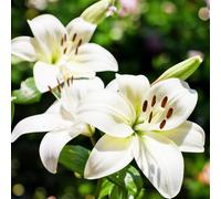 Carbeth Plants Kent Asiatic Lily 6 X Summer Bulbs - Bright Seasonal Plants For Borders & Pots