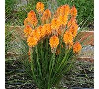 Carbeth Plants Kniphofia Orange Popsicle In 9Cm Pot - Strong Red Hot Poker Plant