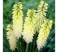 Carbeth Plants Kniphofia Pineapple Popsicle Plant In 9Cm Pot - Unusual Red Hot Poker Variety