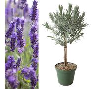 Carbeth Plants Lavender Angustifolia Lollipop Tree In 14Cm Pot - Lavandula Herb Plant On Stem - Aromatic Plant For Cooking