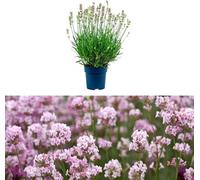 Carbeth Plants Lavender Angustifolia 'rosea' In A 9Cm Pot Ready To Plant - Summer Colour Plant