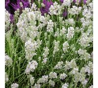 Carbeth Plants Lavender Angustifolia White 1 X 6 Pack - Easy Grow English Lavender Hardy Perennials - Ideal For Beds, Borders, Containers & Pots
