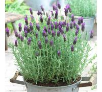 Carbeth Plants Lavender Anouk In 14Cm Pot - Butterfly Bush Lavandula