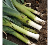 Carbeth Plants Leek Musselburgh Vegetables 1 X 6 Pack Plants - Outdoor Garden Ready Traditional Leek Variety - Easy To Grow High-Yielding Crop