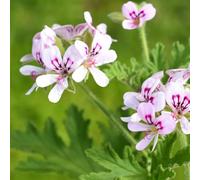 Carbeth Plants Lemon Scented Geranium - Pelargonium Citronella In 12Cm Pot - Fragrant Foliage