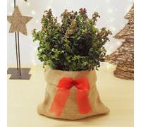 Carbeth Plants Leucothoe Curly Red Plant In 2L Pot With Hessian Gift Wrap - Dog Hobble Evergreen Shrub - Easy To Grow Christmas Gardening Gift