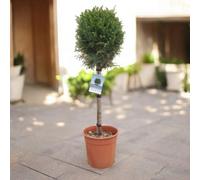 Carbeth Plants Leylandii Cypress Patio Tree In 7L Pot - 1M Lollipop Stem Ornamental Evergreen Hardy Conifer Tree For Containers & Entrances