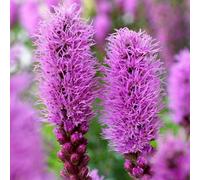 Carbeth Plants Liatris Spicata 100 X Summer Bulbs - Bright Seasonal Plants For Borders & Pots