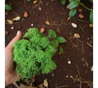 Carbeth Plants Light Green Reindeer Moss 500G Box - Natural Preserved Moss For Crafts, Terrariums & Display
