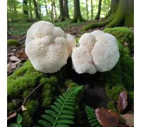 Carbeth Plants Lions Mane Mushroom Growing Kit 2.5Kg - Home Grown Mushrooms - High Yield