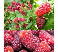 Carbeth Plants Loganberry Fruit Plant In 9Cm Pot - Produces Juicy Edible Fruit Ideal For Use In Cooking And Baking