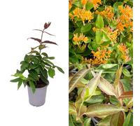Carbeth Plants Lonicera Copper Beauty - Scented Honeysuckle Plant - Climbing Plant In A 9Cm Pot
