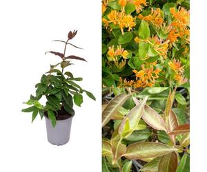 Carbeth Plants Lonicera Copper Beauty - Scented Honeysuckle Plant - Climbing Plant In A 9Cm Pot