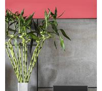 Carbeth Plants Lucky Bamboo 40Cm Stems - 3 Spiral Stems - Dracaena Sanderiana - Indoor Plant Gift