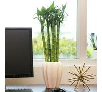 Carbeth Plants Lucky Bamboo 40Cm Stems - 3 Straight Stems - Dracaena Sanderiana - Indoor Plant Gift