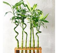 Carbeth Plants Lucky Bamboo 40Cm Stems - 4 Spiral Stems - Dracaena Sanderiana - Indoor Plant Gift