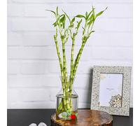 Carbeth Plants Lucky Bamboo 40Cm Stems - 4 Straight Stems - Dracaena Sanderiana - Indoor Plant Gift