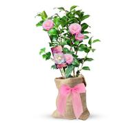 Carbeth Plants Magic Mum Pink Camellia Bush Plant - A Thoughtful Mother's Day And Birthday Gift Wrapped Present For Mum