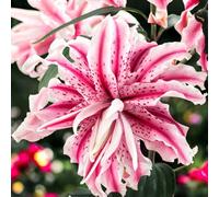 Carbeth Plants Magic Star Oriental Lily 12 X Summer Bulbs - Bright Seasonal Plants For Borders & Pots