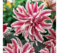 Carbeth Plants Magic Star Oriental Lily 25 X Summer Bulbs - Bright Seasonal Plants For Borders & Pots