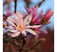 Carbeth Plants Magnolia 'leonard Messel' In 9Cm Pot - Rare Spring Flowering Shrub