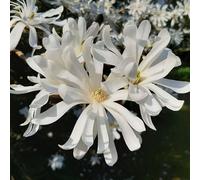 Carbeth Plants Magnolia Royal Star X 2 Plants In 10Cm Pots - Flowering Deciduous Plants