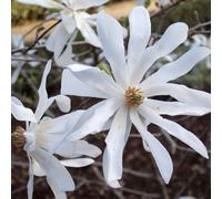 Carbeth Plants Magnolia Stellata In 9Cm Pots- Star Magnoliacea - Spring Flowering Plant