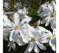 Carbeth Plants Magnolia Stellata X 2 Plants In 9Cm Pots - Starry Magnoliacea - Spring Flowering
