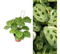 Carbeth Plants Maranta Leuconeura - Variegated Prayer Plant - 20-30Cm In Height In A 12Cm Pot