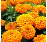 Carbeth Plants Marigold Bedding Plants - 3 X 6 Pack African Orange Bedding Plant