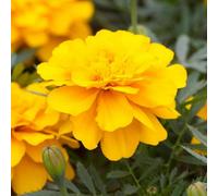 Carbeth Plants Marigold Bedding Plants - 3 X 6 Pack African Yellow Bedding Plant